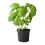 Basil Pot