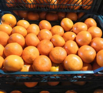 Mandarin With Leaves Box Egypt