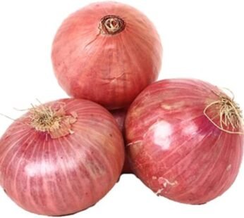 Onion Red Sudan