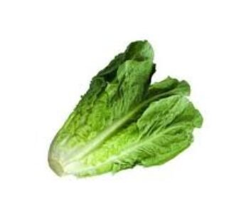 lettuce Iran