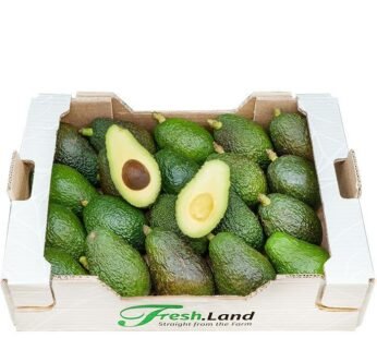 Avocado Fuerte Box Uganda