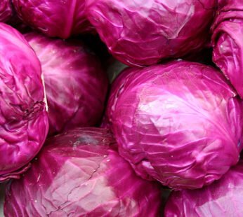 Red Cabbage Iran