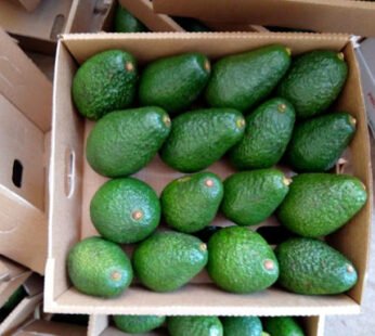 Avocado Fuerte Box Kenya