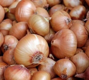 Red onion